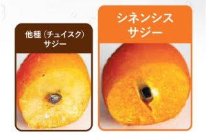 WFEEL｜サジーすっきりPREMIUM